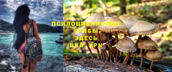 крисы Абаза